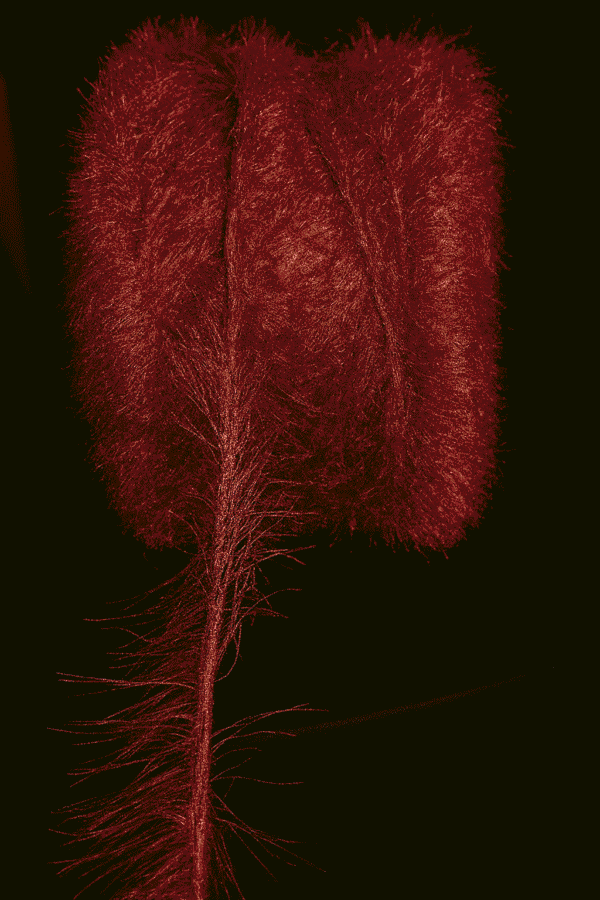 red_eyelash_fur Red Eyelash Fur Reshom